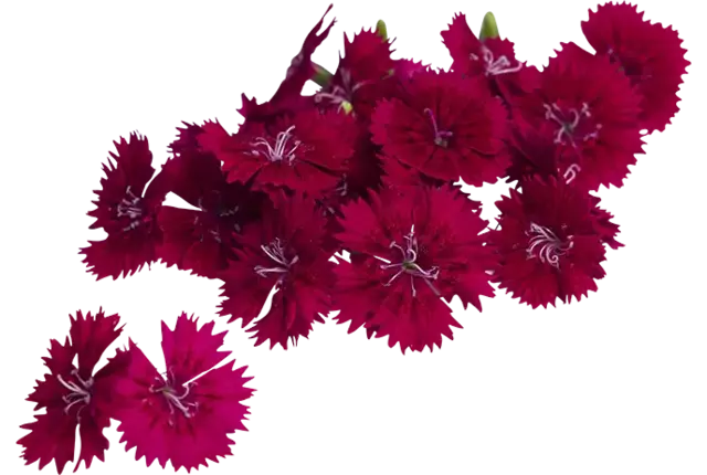 Fivola blossom schaal 50st